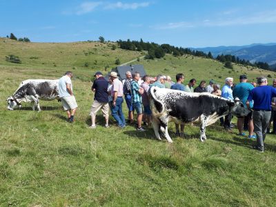 ZW Exkursion 2018 - Vogesenrinder